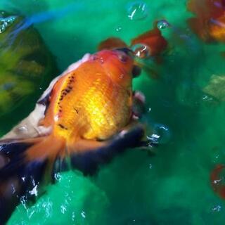 大型金魚。