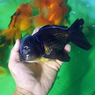 大型金魚。
