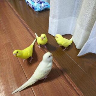 セキセイインコ里親募集