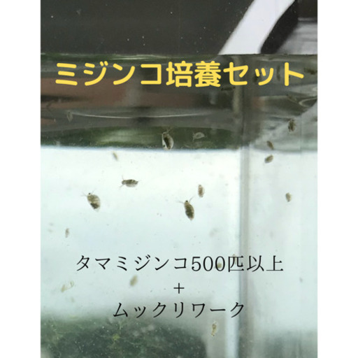タマミジンコ培養セット トト 小禄のその他の中古あげます 譲ります ジモティーで不用品の処分