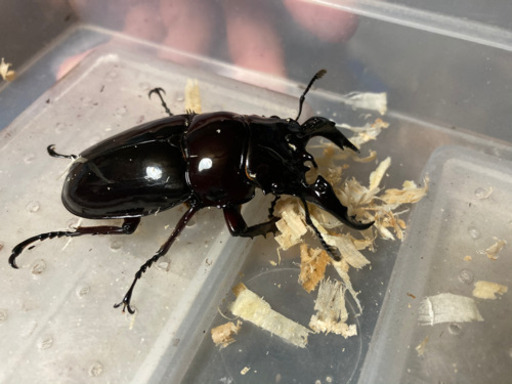 レギウスオオツヤクワガタ　ペア　　赤レギウス