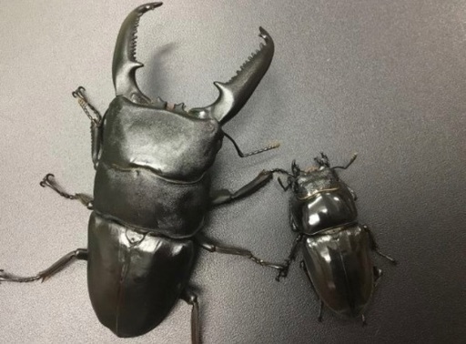 パラワンオオヒラタクワガタ 成虫 ♂101mm ♀48mmペア