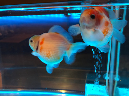 完売 特特大ピンポンパール金魚 プチ金魚店 庭瀬のその他の中古あげます 譲ります ジモティーで不用品の処分