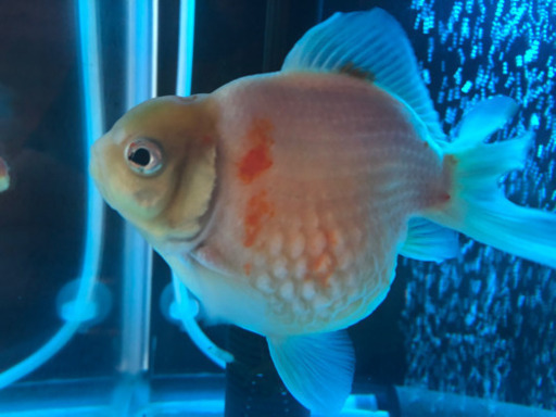 完売 特特大ピンポンパール金魚 プチ金魚店 庭瀬のその他の中古あげます 譲ります ジモティーで不用品の処分