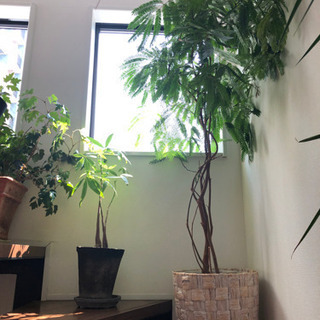 観葉　　エバーフレッシュ