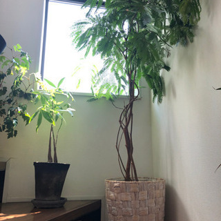 観葉　　エバーフレッシュ