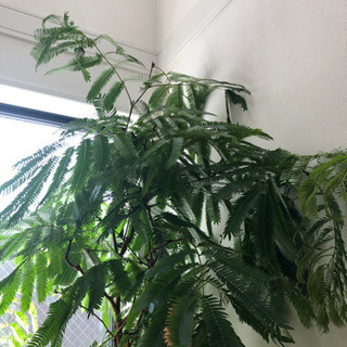 観葉　　エバーフレッシュ