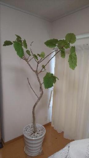 観葉植物  ウンベラータ