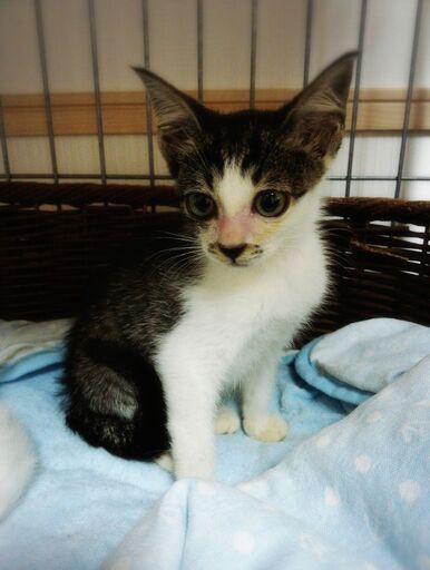 生後2ヶ月のキジシロの女の子です Kakasu 宜野湾の猫の里親募集 ジモティー