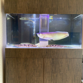 オーバーフロー水槽 引退品 再編しました