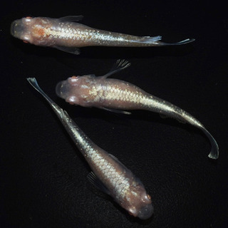 その他 アルビノ鱗光　めだか　♂1♀2 発送可能！！