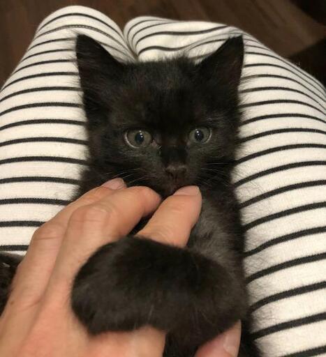 現在590gちょっと長毛の美黒猫ちゃん ねこネットあま 木田の猫の里親募集 ジモティー