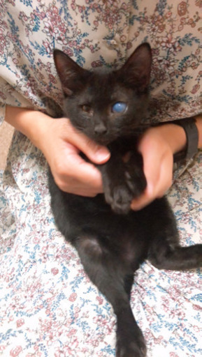 生後2ヶ月半 3ヶ月 黒猫子猫 男の子 ちい 福島の猫の里親募集 ジモティー