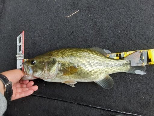 バス釣り仲間欲しいです イズミ 太宰府の釣りのメンバー募集 無料掲載の掲示板 ジモティー
