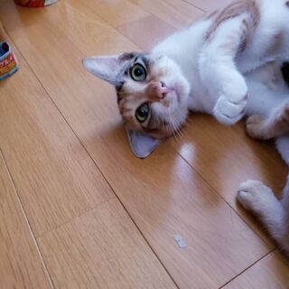 推定2歳位　とっても優しいメス猫ちゃん