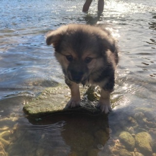 2ヶ月半位の子犬 ただ今お話し合い中