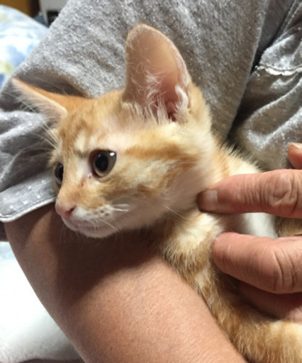 里親さん決定致しました ありがとうございました ミケコ 遠田の猫の里親募集 ジモティー