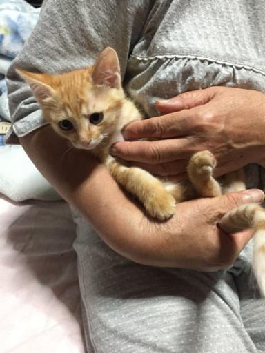 里親さん決定致しました ありがとうございました ミケコ 遠田の猫の里親募集 ジモティー