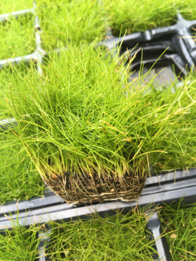 無農薬 ショートヘアーグラス 水上葉 野庭 彰 和歌山港のその他の中古あげます 譲ります ジモティーで不用品の処分 無農薬 ショートヘアーグラス 水上葉 野庭 彰 和歌山港のその他の中古あげます 譲ります ジモティーで不用品の処分