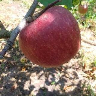 りんご（つがる）🍎5キロ茶箱バラ詰め（家庭用）