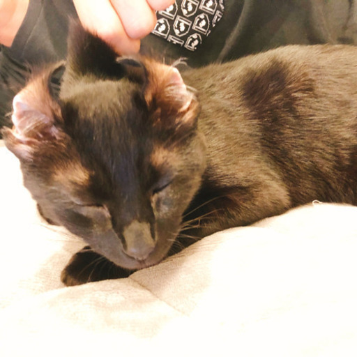 多数のご連絡ありがとうございました】黒猫1歳♀ツヤッツヤ (すず 早い 