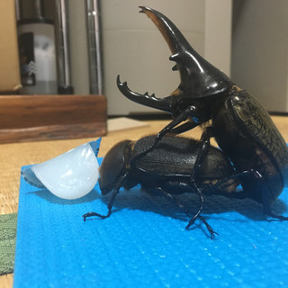 兵庫県の中古ヘラクレスが無料 格安で買える ジモティー 兵庫県の中古ヘラクレスが無料 格安で買える ジモティー