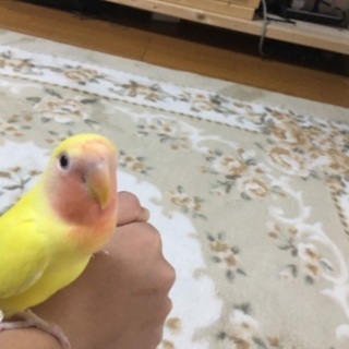 コザクラインコ探してます