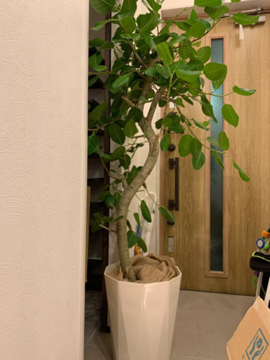 観葉植物0円引き取りに来てくれる方限定 追加 受け渡し決まりました りゅうれん 札幌のその他の中古あげます 譲ります ジモティーで不用品の処分