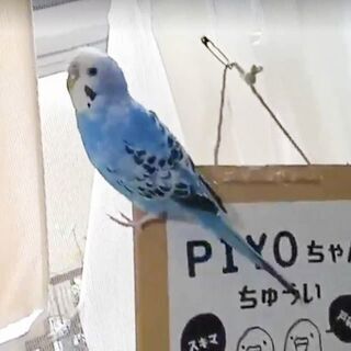 清瀬市で青系セキセイインコ（シマ模様ナシ）が迷子になりました（8...