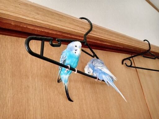 清瀬市で青系セキセイインコ シマ模様ナシ が迷子になりました 8 27 18時頃 Himorogi 清瀬の手伝って 助けての助け合い ジモティー