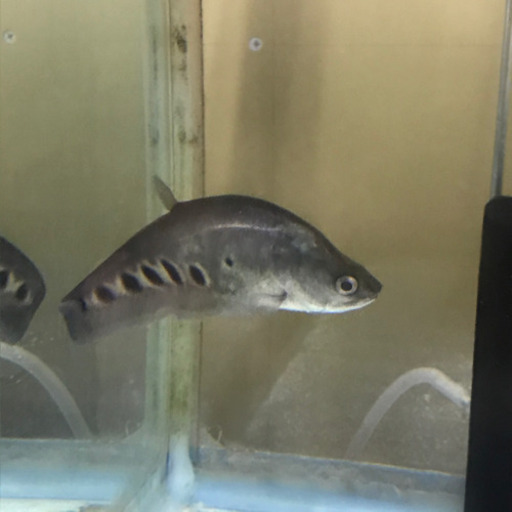 熱帯魚 スポットナイフフィッシュ Mai 猿島のその他の中古あげます 譲ります ジモティーで不用品の処分