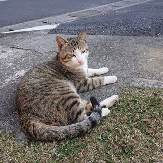 猫を探しています。