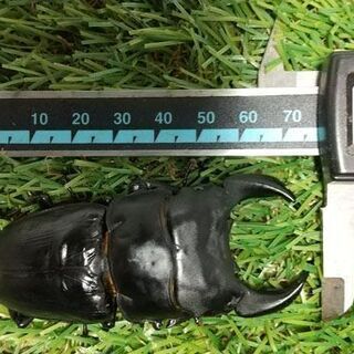 絶滅危惧II類 極太『瑞宝-jr』能勢産・極太『黎明ｰjr』阿古谷産 各ペア