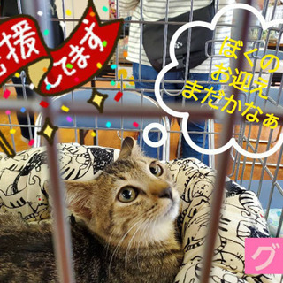 抱っこ好きで甘えん坊のグリくん 4ヶ月 - 猫