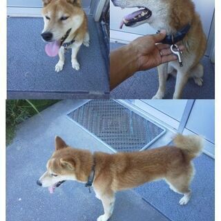 迷子犬預かっています