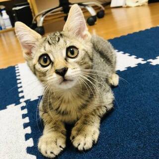 尻尾がピカチュウ ぬいぐるみ系のカギ君 ねこネットあま 木田の猫の里親募集 ジモティー