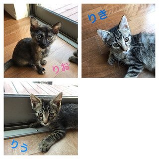 8\29(土)  保護猫☆譲渡会　開催