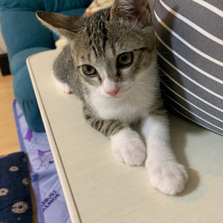 3カ月の子猫　里親様　急募です