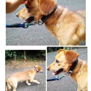 問い合わせがあり、募集は一旦停止にします⭐️🐾 - 犬