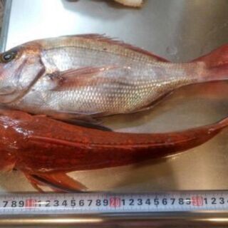 ダイワ(DAIWA) タイラバ ロッド 紅牙X 69XHB　鯛ラバ竿