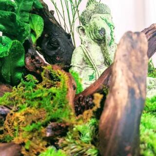 苔ジオラマ盆栽
