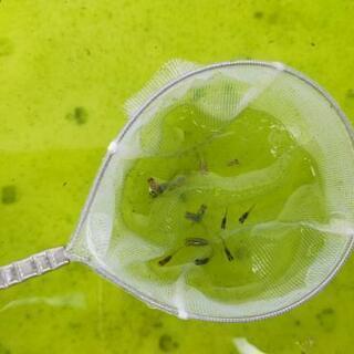 ！メダカすくい！ 取り放題 メダカの飼育方法教えます