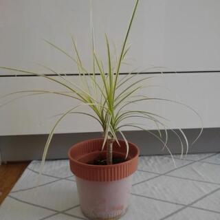 観葉植物①