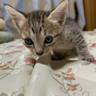 子猫3匹と母猫の里親募集！ - 宜野湾市