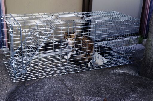 組み立て済み　小動物用捕獲器　ＬＬ　レンタル可能