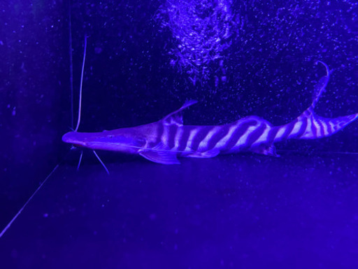 ゼブラキャット50cm± 熱帯魚