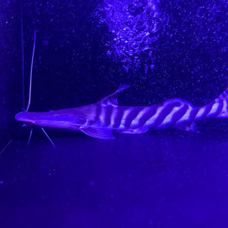 ゼブラキャット50cm± 熱帯魚 ゼブラキャット50cm± 熱帯魚