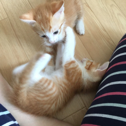 追記 赤ちゃん5匹保護 ˊᵕˋ あんず 屋代の猫の里親募集 ジモティー 追記 赤ちゃん5匹保護 ˊᵕˋ あんず 屋代の猫の里親募集 ジモティー