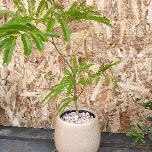 【観葉植物】エバーフレッシ ュ