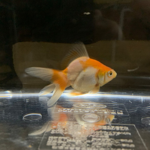 金魚引き取り先が決まりました 丸義養魚場産 加藤琉金 4匹 を差し上げます 注意 只今治療中 じゅん 枚方のその他の中古あげます 譲ります ジモティーで不用品の処分 金魚引き取り先が決まりました 丸義養魚場産 加藤琉金 4匹 を差し上げます 注意 只今治療中 じゅん 枚方のその他の中古あげます 譲ります ジモティーで不用品の処分